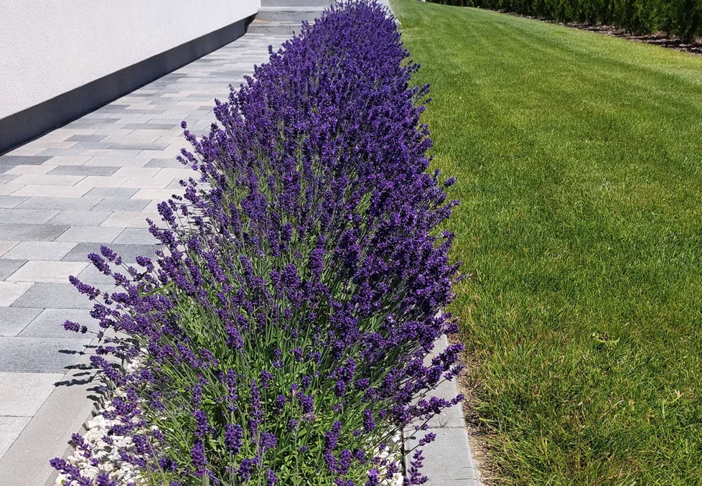 MIRGRÓD: Ogrodnik Brodnica, Osiek, Rypin, Golub Dobrzyń, Lidzbark MIRGRÓD Tworzy Ogrody, które żyją. 30 RealizacjeArtboard 27