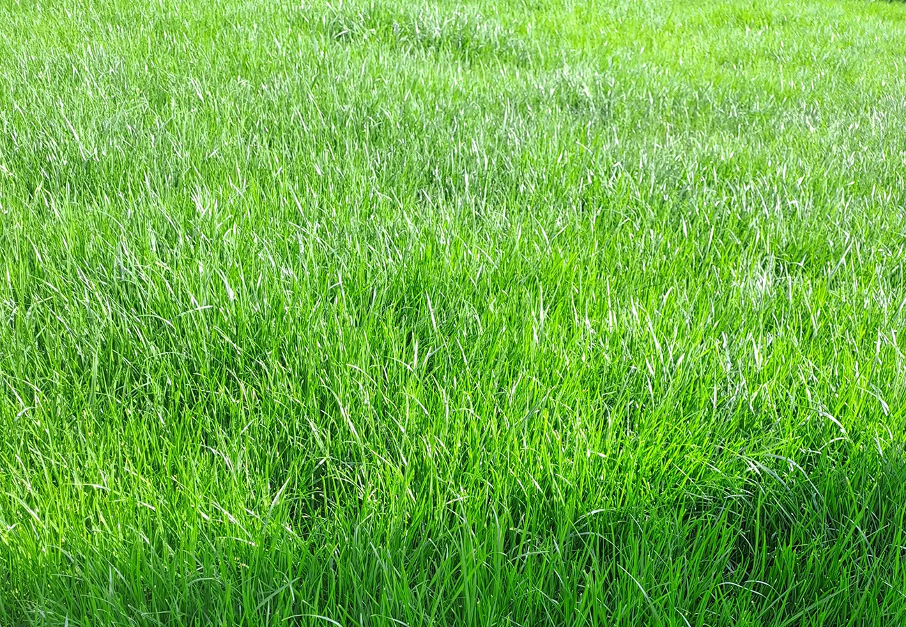 MIRGRÓD: Ogrodnik Brodnica, Osiek, Rypin, Golub Dobrzyń, Lidzbark MIRGRÓD Tworzy Ogrody, które żyją. 40 Trawnik, rezultat Mirgród, koszenie trawnika